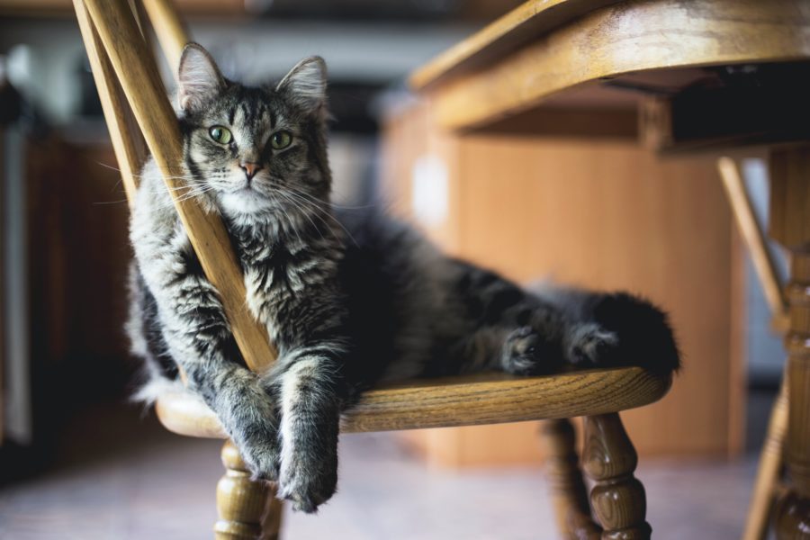 Cat sitting on chair in home